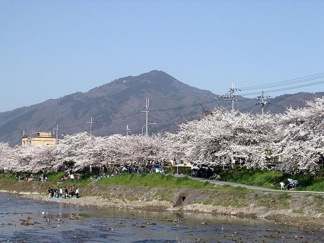 800px-Sakura_MtHiei.jpg